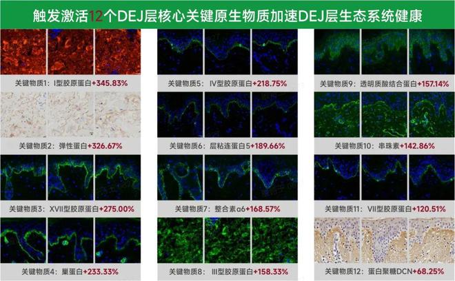 365体育唯一入口：再迎突破！中国重组胶原蛋白产业化正重新定义全球标准(图4)