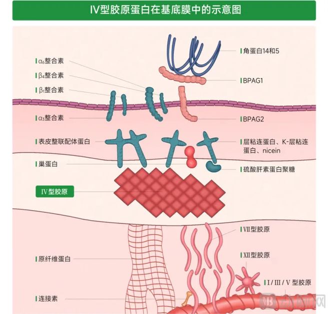 365体育唯一入口：再迎突破！中国重组胶原蛋白产业化正重新定义全球标准(图3)